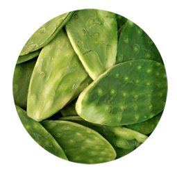 nopal