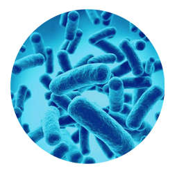 probioticos